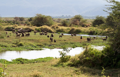 Safari in Tanzania: baboons