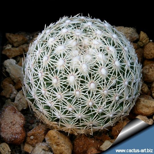 Coryphantha