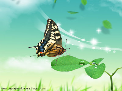 Butterfly Desktop Wallpaper HD