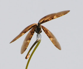 Bronze Flutterer (Rhyothemis obsolescens)