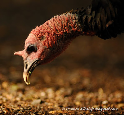 Wild Turkey eating, Robert Rafton