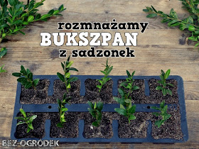 sadzonki bukszpanu