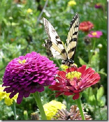 sommerfugle 1
