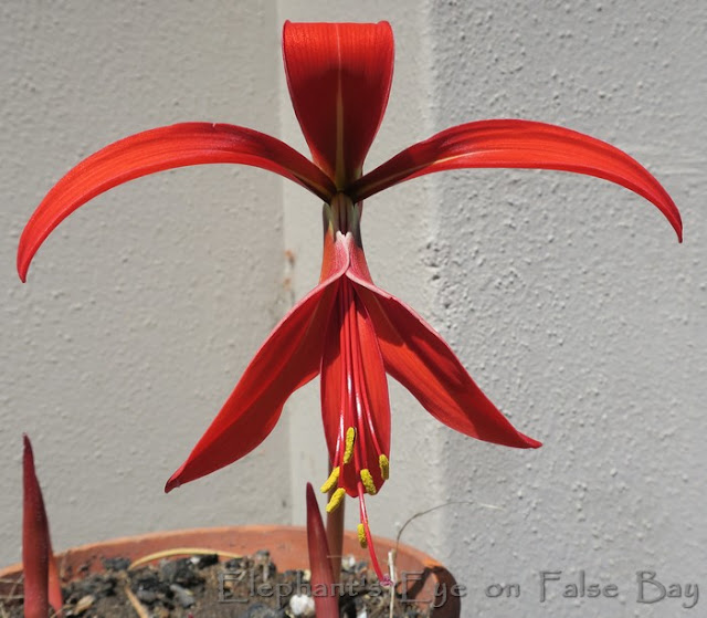 Sprekelia formosissima