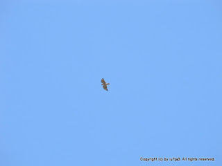 Red-tailed Hawk