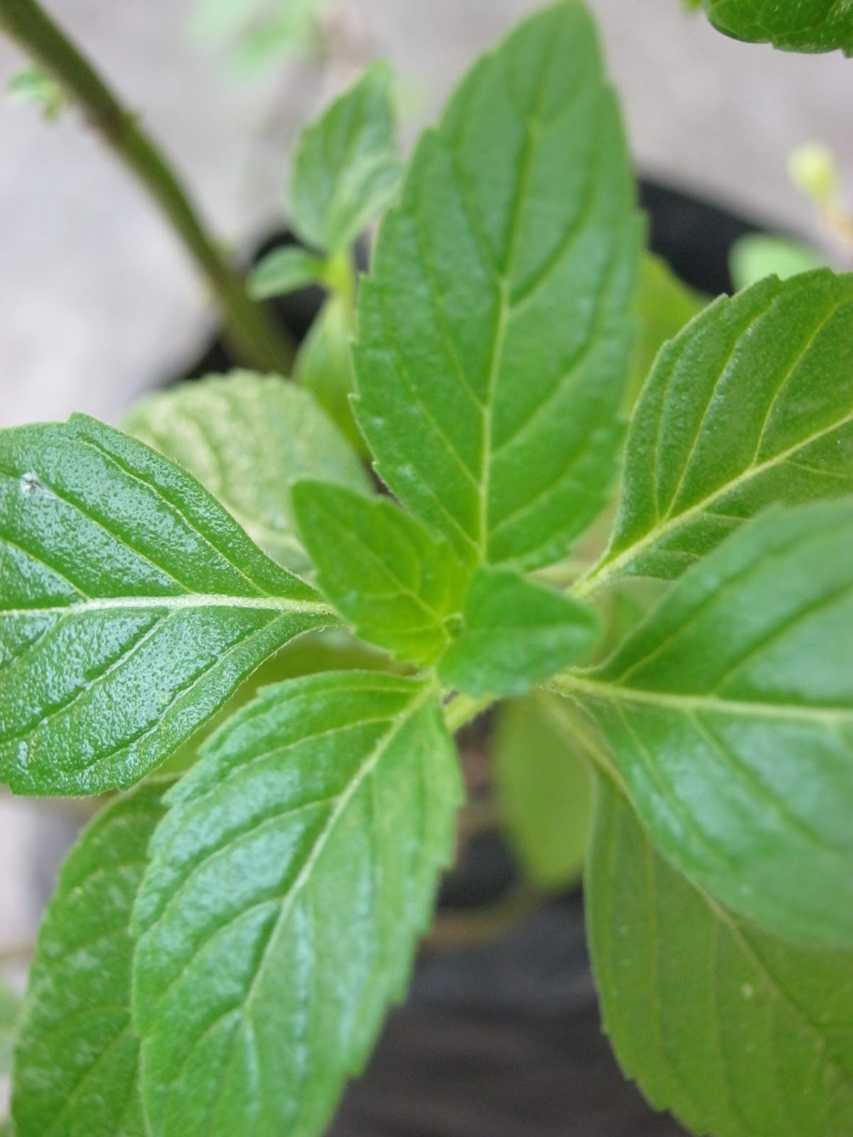 Enchanting Rivulet: Eat Your Herbal and Herbs Fresh!