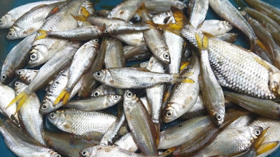 Menjaga Harta Karun dari Danau Singkarak: Harapan Baru untuk Ikan Bilih yang Kian Langka