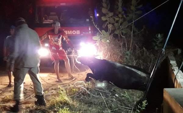 Bombeiros de Limoeiro do Norte resgatam dois animais