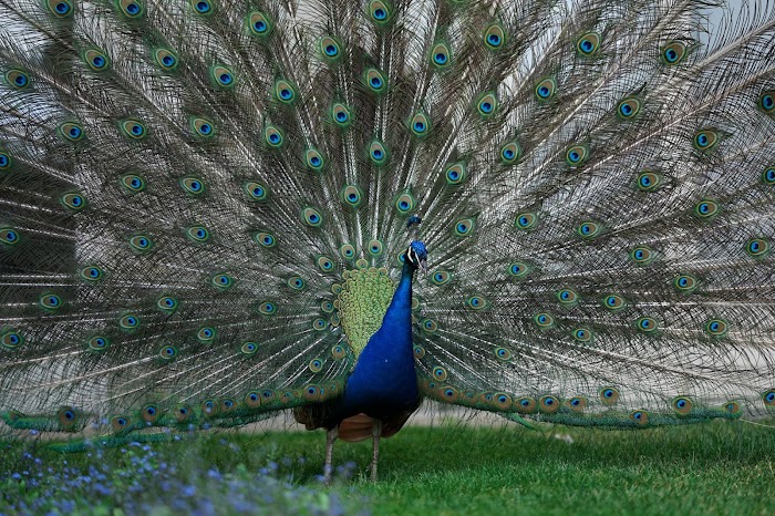 facts about Peacock 