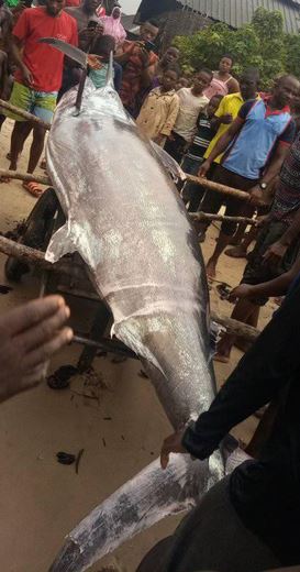 Nigerian Fisherman Catches Giant Swordfish