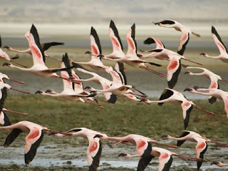 Lake Nakuru National Park is popular for birdwatching, black and white rhinoceros sanctuary and a host of other carnivores and herbivores