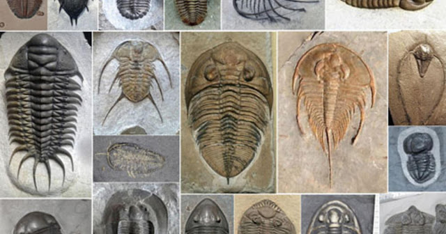 Kunci survival Trilobit salah satunya terletak pada diversifikasi spesiesnya yang tinggi. Arthropoda purba ini   memiliki 1.500 jenis yang telah teridentifikasi hingga saat ini
