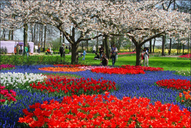 13 شهر مايو في هولندا  موسم حصاد زهور التوليب  جنة على الأرض