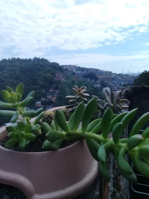 Sedum é gênero de plantas que abrange diversas espécies e variedades. São cultivadas da mesma forma que muitas plantas suculentas; sob o sol e solo mais seco.