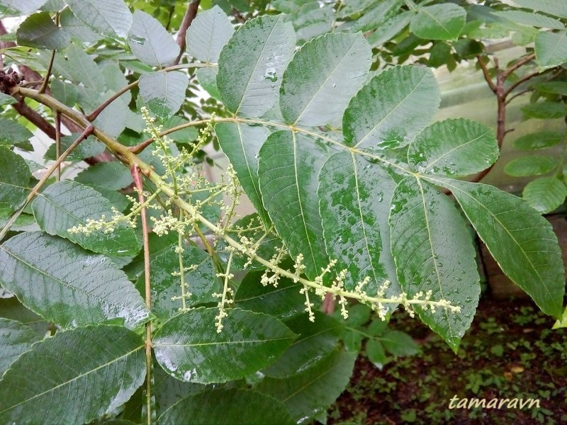 Сумах китайский (Rhus chinensis)