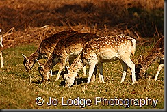 IMG_2429