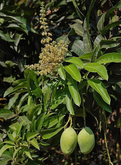 The mango tree is considered sacred both by the Hindus and the Buddhists. Hindus attach great religious significance to this plant, and consider the plant as a transformation of the lord of Creatures, Prajapati, who later beacme the Lord of Procreation or the 'Lord of all creation'