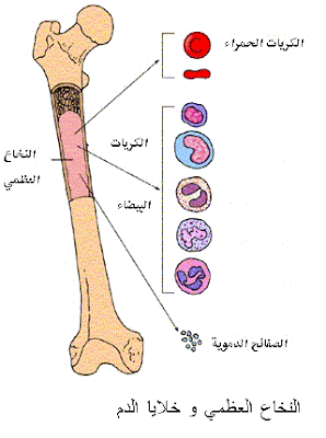 ما هي العضلة