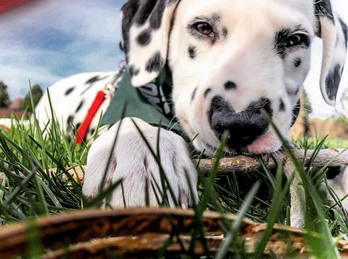 Meet Wiley, The Cutest Dalmatian Dog With A Heart On His Nose