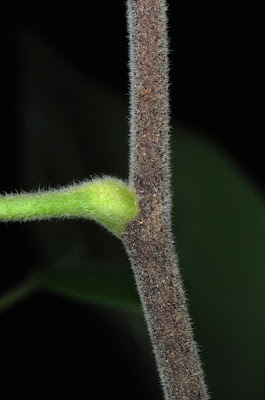 Птелея трёхлистная (Ptelea trifoliata)