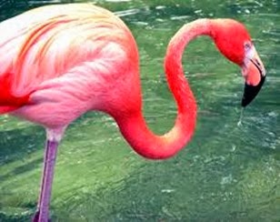 Amazing Pictures of Animals, Photo, Nature, Incredibel, Funny, Zoo, Flamingos or Flamingoes, Phoenicopteridae,  Aves, Bird, Alex (14)