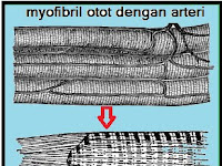 VARIASI KERJA OTOT