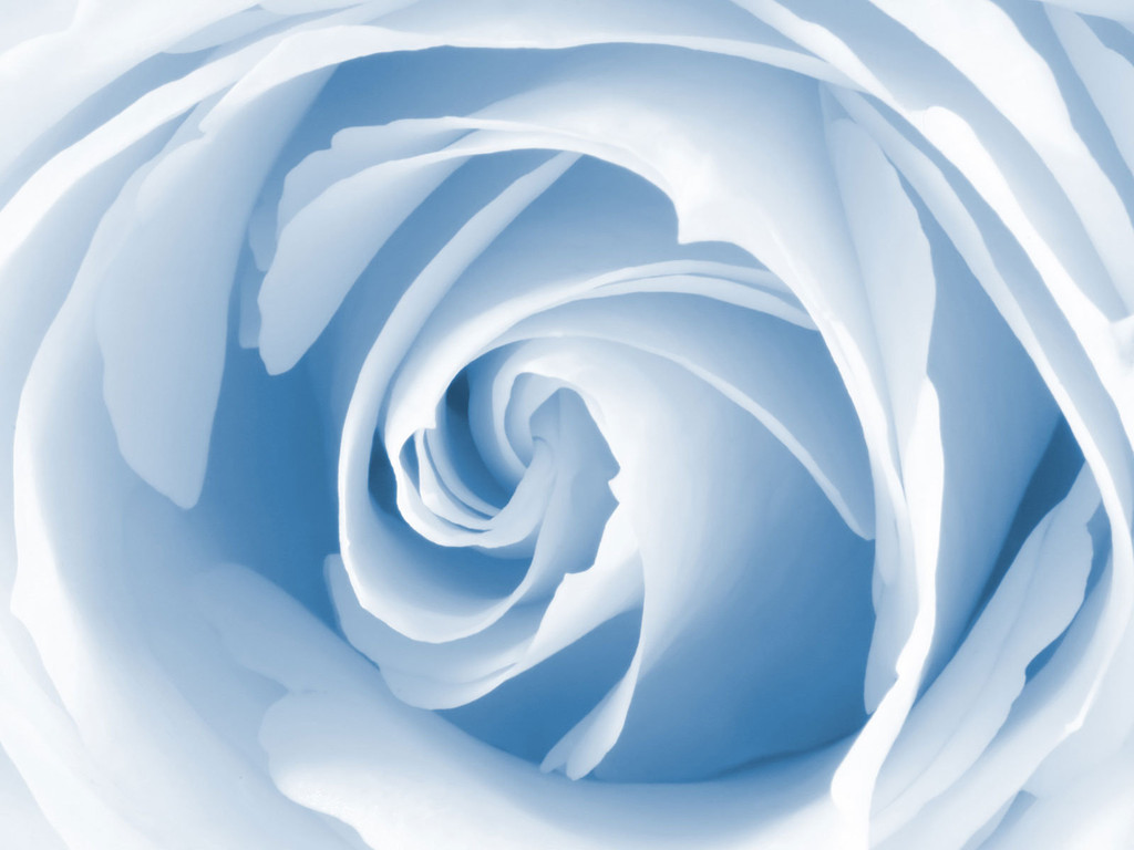 Blue Rose wallpaper