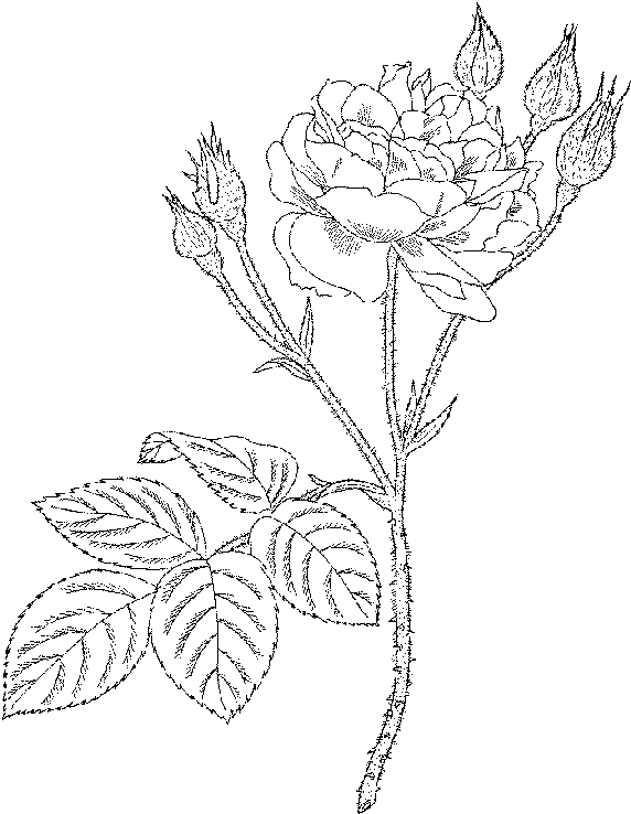 flower coloring pages