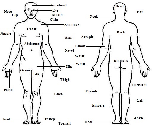 Human Body Parts Names In English And Hindi List Of Body Parts म नव शर र क अ ग क न म Indianexpresss In