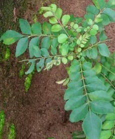 Curry Leaves (Kadi Patta) Rejuvenate the Damaged Hair Follicles