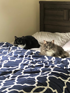 Two cats laying on a bed