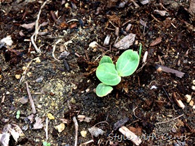 square foot gardening how to garden in a raised garden bed11