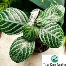 Prateadinha Chamaeranthemum venosum: A Stunning Addition to Your Garden