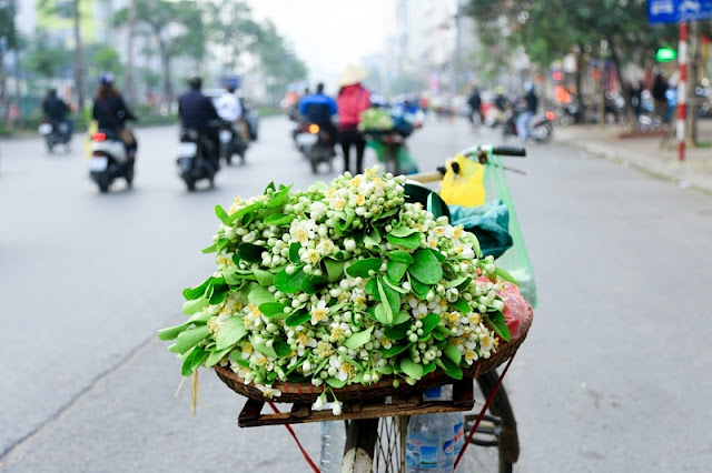 Hanoi scented with grapefruit flowers 6