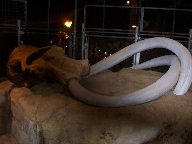 Fossil With Tusks The Boneyard Disney's Animal Kingdom Walt Disney World