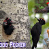 الطيور رأسا على عقب - نقار الخشب - Birds upside down - woodpecker