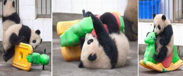 Panda kecil terpeleset