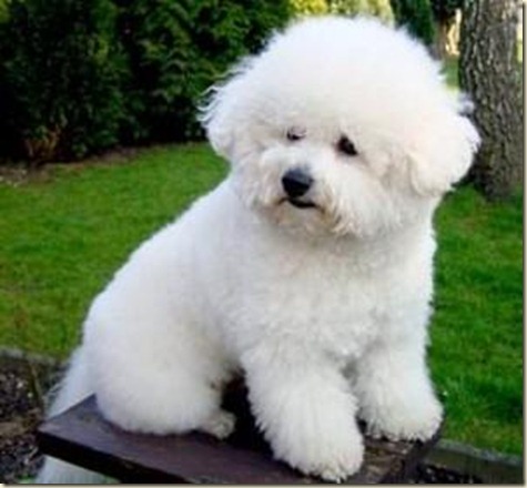 Peluqueria Canina8