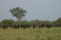 photo of a family of buffaloes grazing