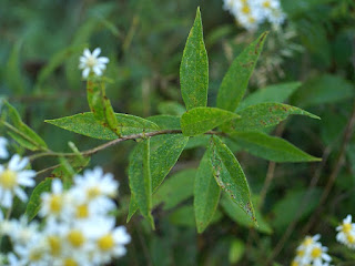 Aster à ombelles - Doellingeria umbellata - Aster umbellatus