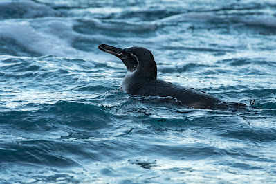 Galápagos Penguin, Punta Vicente Roca