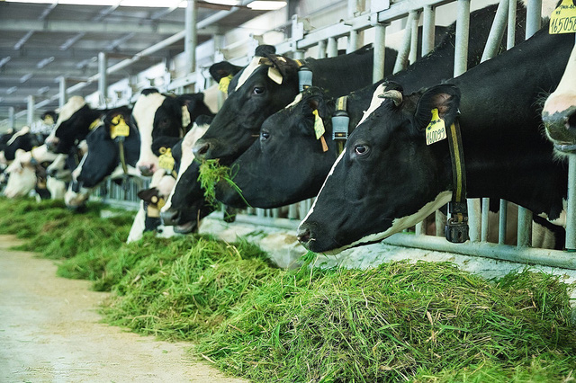 Sở hữu kinh nghiệm nuôi bò sữa mô hình trang trại lãi nhất hiện nay