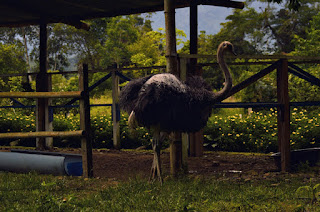 Una majestuosa avestruz de plumaje imponente y ojos vivaces, disfrutando de su nuevo hogar en el zoo El Arca después de ser rescatada.