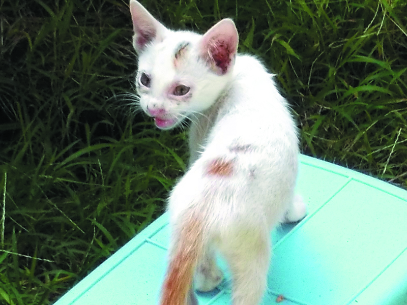 Foto Foto Anak Kucing Lucu  di Luar Jendela  Kamar  Kost Gue 