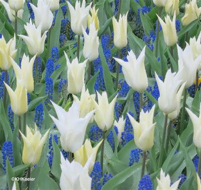 tulips and grape hyacinths