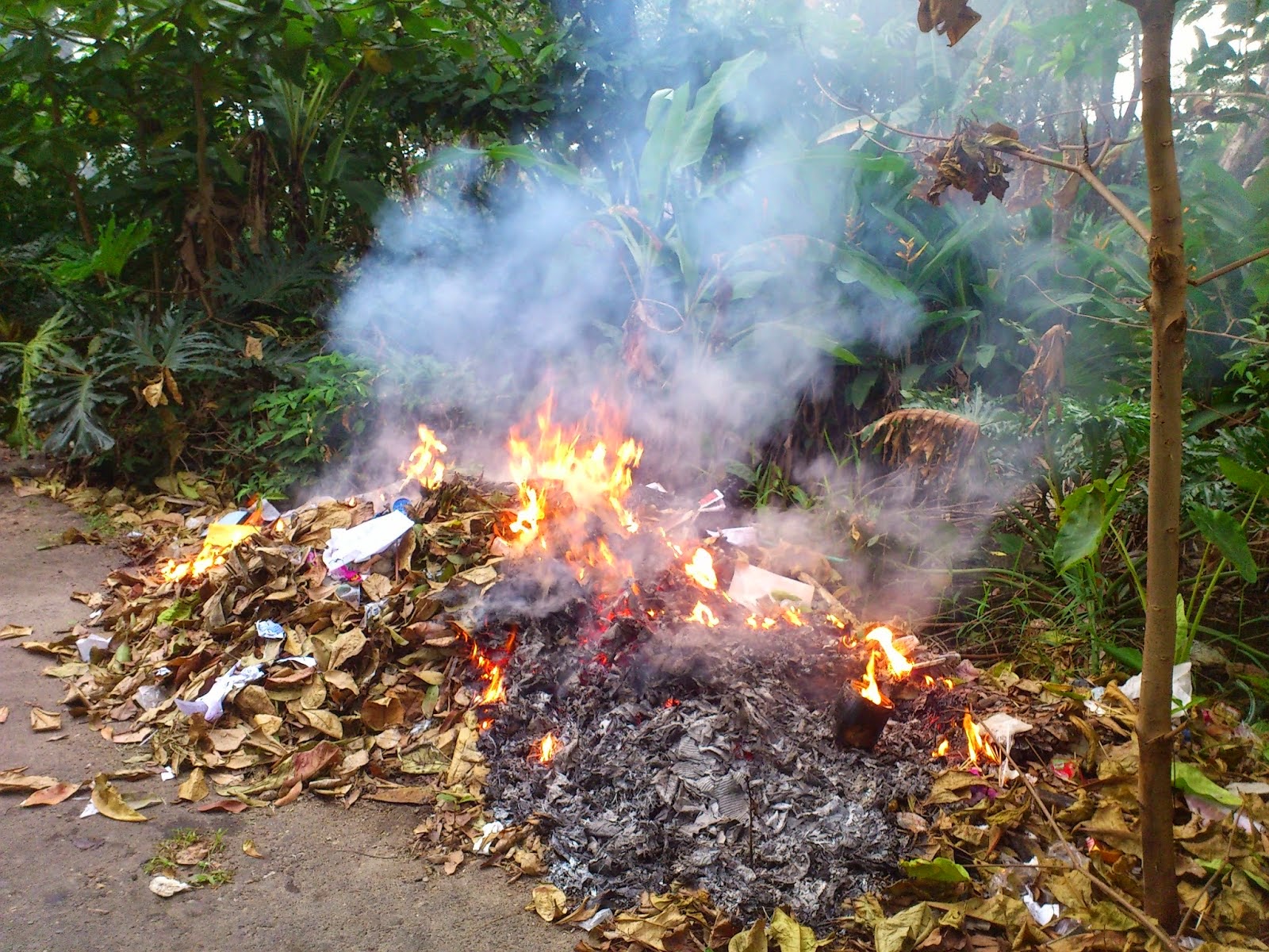 Mengapa Muncul Asap pada Pembakaran  Sampah Jerami atau 