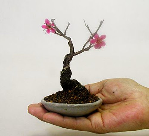 Một số tác phẩm bonsai mini đẹp