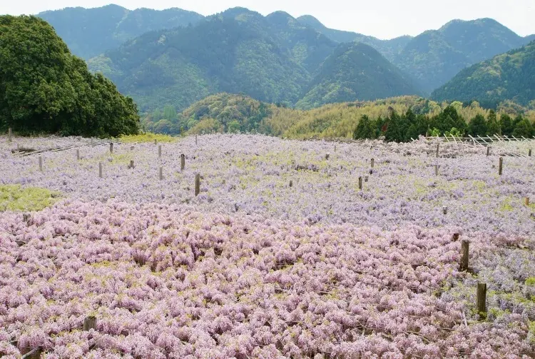 Kawachi Fuji Garden Japan