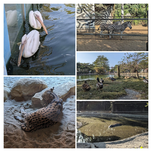 鵜鶘、藪貓、斑馬、河馬