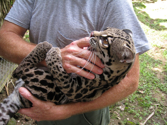 Длиннохвостая кошка Маргай (Leopardus wiedii)